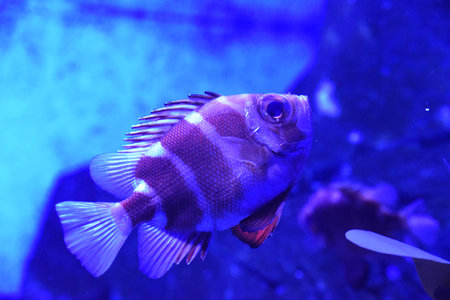 The popeye catalufa Pristigenys serrula, also known as bigeye soldierfish, swimming in aquarium. Bright tropical fish with large eyes and vivid colorsの写真素材