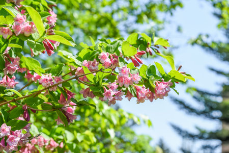 Single blooming branch of pink Weigela florida reaching into the sky, contrasting soft flowers with a clear background, ideal for spring or floral themes.の写真素材