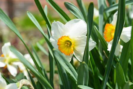 Cluster of Flower Record daffodils photographed from the side at close range. The sunlight highlights the vivid hues of the flowers.の写真素材