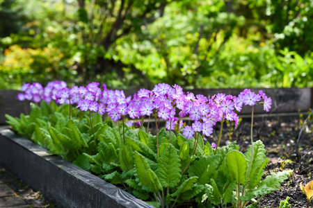 Delicate Primula sieboldii blooms in pastel shades of pink and lavender in a shaded spring garden, with lush scalloped leaves forming a neat rosette.の写真素材