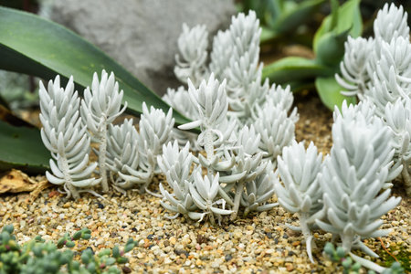 Close-up of white succulent plants Senecio haworthii growing in sandy soil, showing their velvety texture and unique form in a desert garden setting.の写真素材
