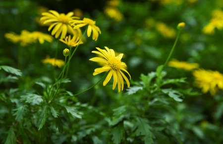 Bright yellow Euryops chrysanthemoides flowers, also known as Golden Daisy Bush, blooming vibrantly against lush green foliage. Family Asteraceae.の写真素材