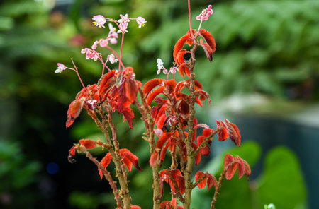 Close-up of Begonia ferox with red textured leaves and delicate pink flowers, captured in a lush tropical garden with blurred green background.の写真素材