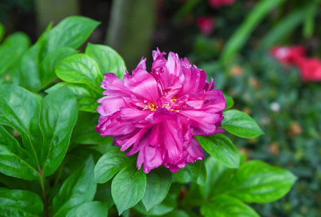Closeup of blooming pink peony Victoire de la Marne with lush petals in a garden, showing detailed texture and vibrant color in natural lightの写真素材