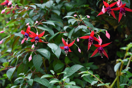 Vibrant red and purple Fuchsia flowers blooming among green foliage in a garden setting, with unopened buds and lush leaves under natural light.の写真素材
