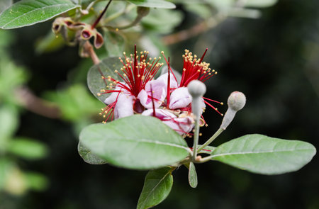 Close-up of Feijoa sellowiana flowers in bloom, showing vivid red stamens, white petals, and green leaves in natural light.の写真素材