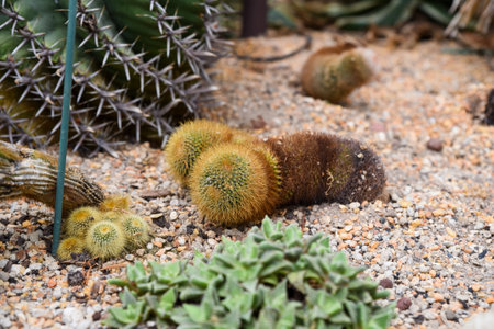 Various cacti and succulents growing in sandy soil at a botanical garden, including a fuzzy Echinocactus with brown discoloration.の写真素材