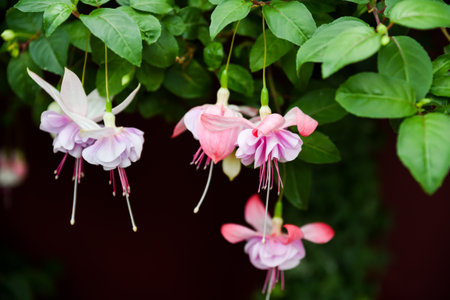 Fuchsia flowers in bloom. Pink white and magenta flowers. Common name fuchsia. Family Onagraceaeの写真素材