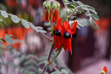 Striking red desert pea flowers with bold black centers on fuzzy green stems. Native to Australia, photographed in a tropical setting.の写真素材