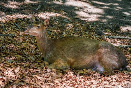 Young deer resting on fallen autumn leaves in the forest of Primorsky Krai, Russia. Soft sunlight filters through the trees, creating a calm woodland scene.の写真素材