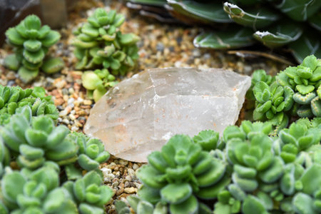 Small clear quartz crystal surrounded by blue-green succulents in a dry rock garden. Natural mineral with glossy texture and rough edges.の写真素材