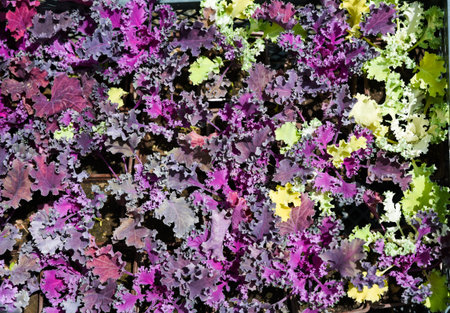 Colorful mix of ornamental kale and Heuchera 'Purple Petticoats' with ruffled purple and green foliage, adding vivid autumn texture to the garden scene.の写真素材