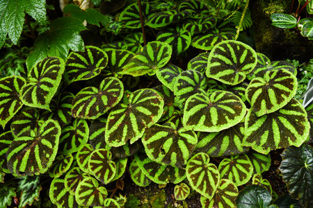 Close-up of Begonia masoniana, also called iron cross begonia, with striking green leaves marked by dark brown cross-like patterns, growing in dense foliage.の写真素材