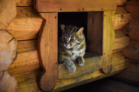 Amur wild cat resting in a wooden shelter in the Russian Far East. This rare feline is native to forested regions of Primorsky Krai, calm and alert.の写真素材