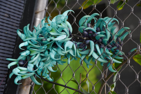 Close-up of Strongylodon macrobotrys, also known as jade vine, with striking turquoise claw-shaped flowers growing along a metal fence in tropical surroundings.の写真素材