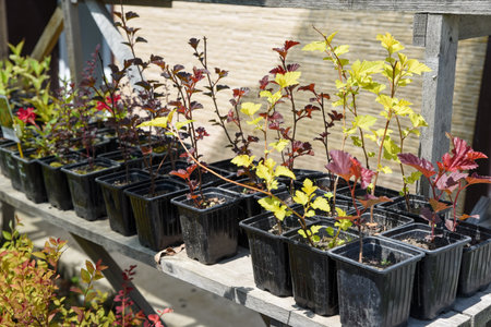 Young autumn-colored Physocarpus plants in black pots on a wooden shelf, showcasing red and golden foliage under warm seasonal sunlight.の写真素材