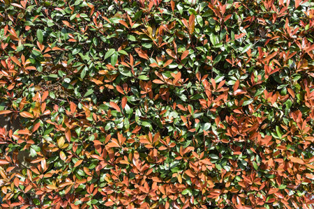 Close-up of vibrant Photinia hedge with red and green leaves in sunlight, creating a natural background with texture and seasonal color contrast.の写真素材