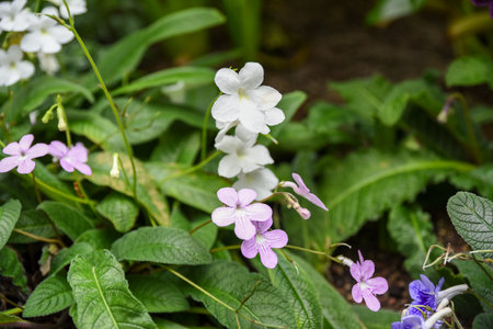 Cluster of white and pale purple Streptocarpus flowers blooming among textured green leaves, photographed in soft natural light in a garden setting.の写真素材