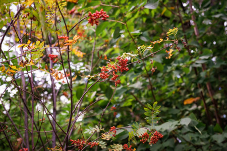 Viburnum sargentii, known as Sargent's viburnum, displays vibrant red berries and striking red foliage in autumn, enhancing the fall landscapeの写真素材