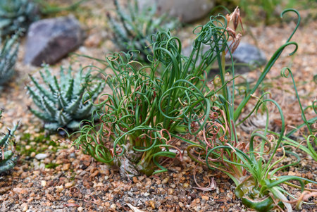 Curly green leaves of Albuca spiralis growing in a rocky desert garden, surrounded by succulents and dry soil.の写真素材
