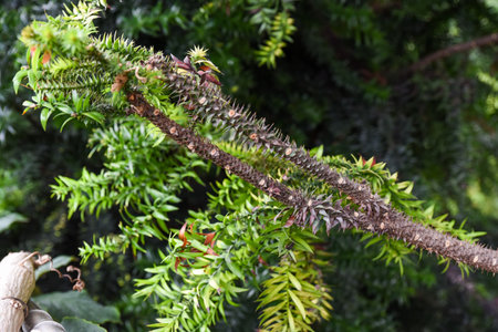 Close-up of spiky brown branches and green needle-like foliage of a monkey puzzle tree in a lush garden setting.の写真素材