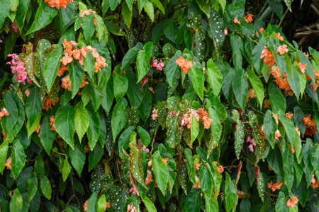 Close-up of Begonia maculata with green leaves and white spots, featuring delicate orange and pink flowers. Lush botanical background with copy spaceの写真素材