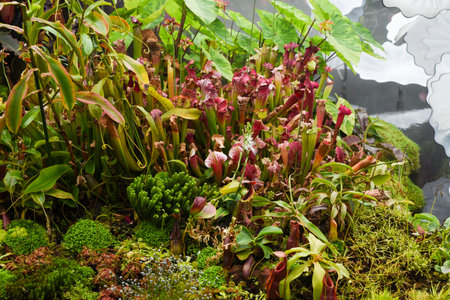 Colorful carnivorous plants including Sarracenia and Nepenthes grow lush in a tropical greenhouse garden, surrounded by moss and exotic foliage.の写真素材