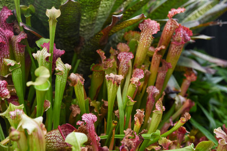 Close-up of colorful Sarracenia pitcher plants with vibrant tubular leaves in green and red tones. Exotic carnivorous plants creating a bold natural background.の写真素材