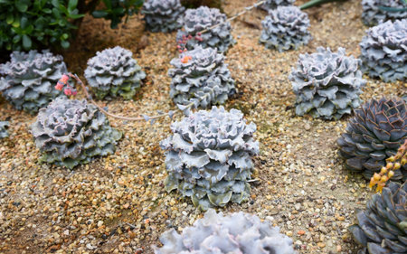 Echeveria shaviana with ruffled silvery leaves grows in sandy soil, forming a delicate and ornamental rosette in a desert garden setting.の写真素材