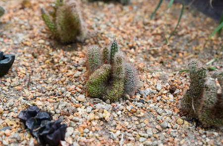 Crested Mammillaria elongata cactus with fuzzy stems and hooked spines grows in rocky desert soil, forming a unique brain-like structure.の写真素材