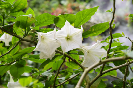 Large white trumpet-shaped flowers of Brugmansia bloom among green leaves in a lush garden. This tropical plant is known for its dramatic and fragrant blossoms.の写真素材