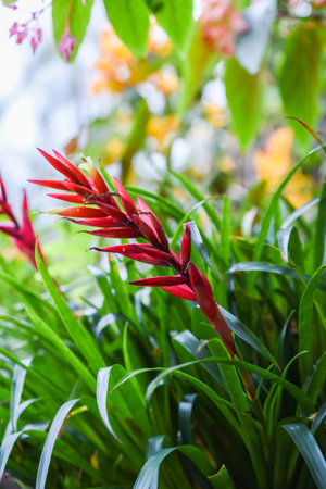 Close-up of a vivid red Billbergia flower blooming among long green leaves, captured in a tropical garden with colorful blurred background.の写真素材