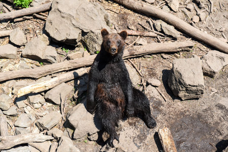 Kamchatka brown bear sits upright on the ground with a calm, almost human-like expression, enjoying...