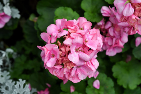 Close-up of a pink hydrangea in full bloom with delicate clustered petals and green leaves....