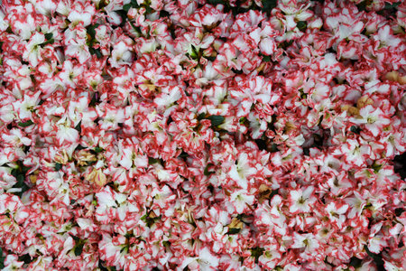 Floral background made of dense white and pink Azalea flowers with ruffled edges, creating a vivid and natural texture for spring or garden-themed designs.の写真素材