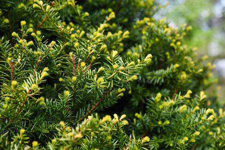 Close-up of Japanese yew (Taxus cuspidata) with dense dark green needle-like foliage, symbolizing...