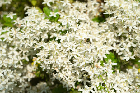 Creamy white Clematis hexapetala flowers appear in crisp close-up revealing six-petaled star blooms...