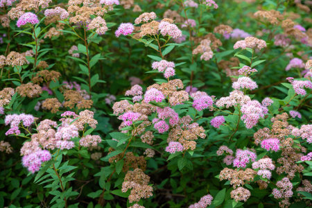 A vibrant spirea bush in bloom, showcasing clusters of pink flowers and dried brown blossoms,...