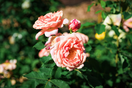 Blooming rose with vibrant petals in the garden, close-up of fresh flower showing natural beauty and elegance in summer season.の写真素材