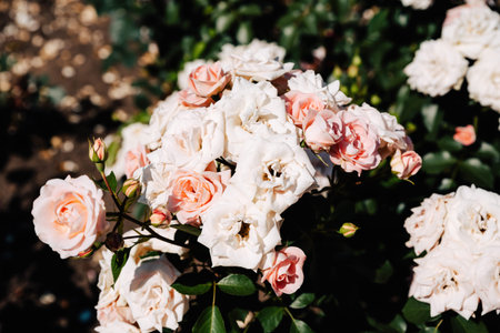 Floribunda rose Carcassonne blooms in clusters of apricot pink on sunny summer day, lush glossy foliage, Danish garden charm.の写真素材