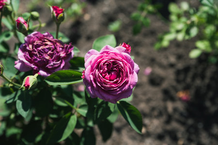 Close-up of a blooming Heidi Klum Rose with delicate lilac petals in a flower bed, beautiful summer floral captured in natural sunlight.の写真素材