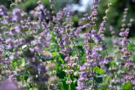 Violet flowers of Nepeta grandiflora bloom in summer sunlight. Tall stems, lush foliage, and soft...