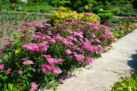 Bright pink flowers of Spiraea japonica blooming along a garden path in summer, with green foliage...