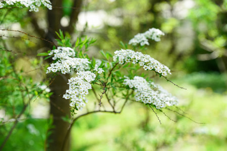White blooming branch of Spiraea prunifolia in spring with fresh green foliage, small clustered...