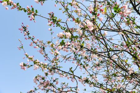 A delicate pink Prunus subhirtella (Higan cherry tree) in full bloom against a bright blue sky...
