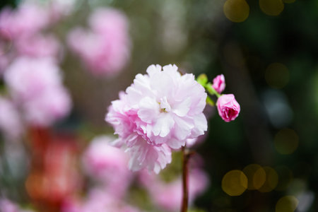 Macro shot of a soft pink sakura flower Prunus serrulata in full bloom with delicate petals and...