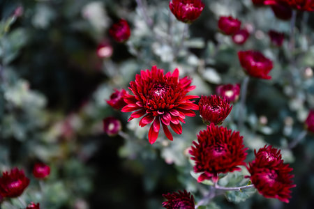 Beautiful red Chrysanthemum flowers blooming in garden, with soft green blurred background, showing...