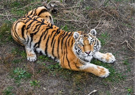 Amur tiger lying on grass in Primorsky Krai, Russia. Wild big cat resting in natural habitat,...