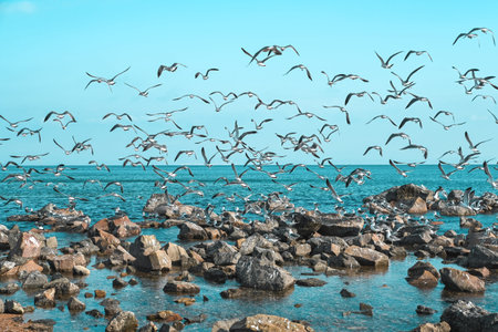A flock of seagulls flying above rocky shore by the Japanese Sea in Vladivostok, Primorsky Krai, on...