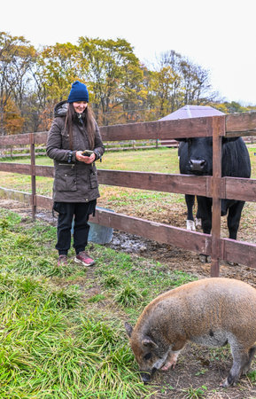 Woman tourist standing near farm animals in autumn countryside, holding a phone and smiling beside a pig and a cow on a rural farm.の写真素材